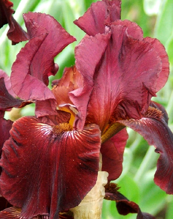  Growing in the Stables Border. 