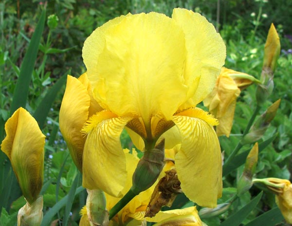  A very strong bloomer! 