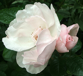  Pinky white with dark stamens. 