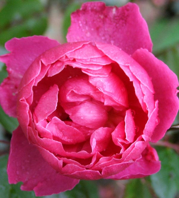  This is a delicate mid-pink David Austin rose. 