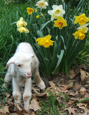  This is little Milly, the merino. 