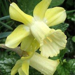  This is a cool yellow colour for a daffodil, but oh so beautiful. 