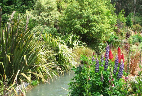  The water race with lupins flowering. 