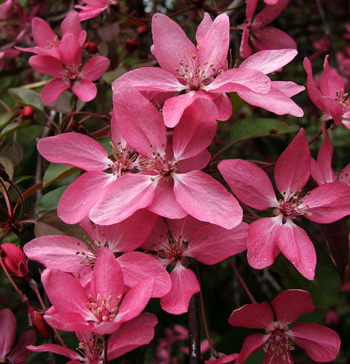  A Malus tree. 