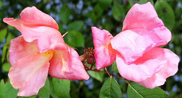  A very old rose. 