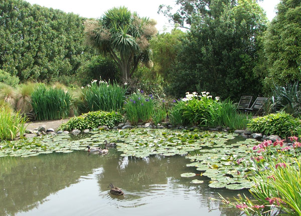  With Cordylines and ducks. 