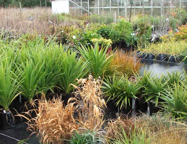  A collection of plants for the New Zealand PC garden. 