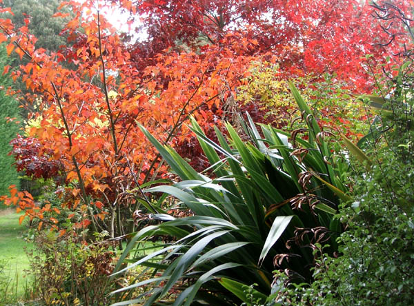  A collection of red leaved trees. 