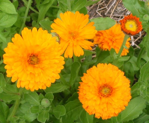  The colour orange glowing in the vegetable garden. 