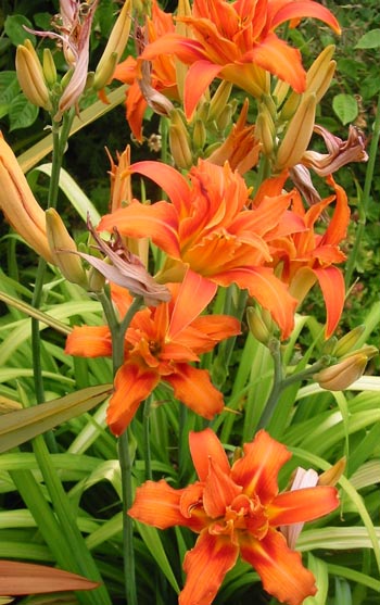 orange daylilies