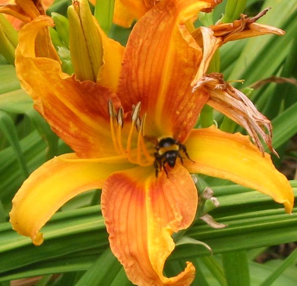 I don’t usually take photos of insects. I don’t usually take photos of insects.