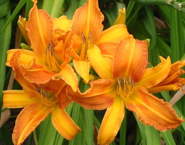  One of the singles, with a subtle orange colour. 