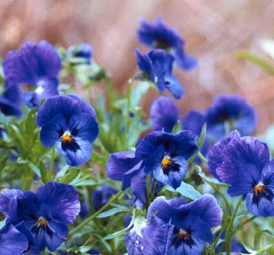 When To Sow Winter Pansies Seeds