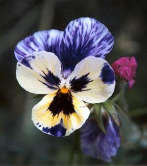  Hybridised by the bees. 