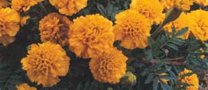  An old favourite whose seeds I collect every year. 