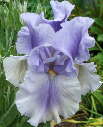  One of the irises which almost made the final. 