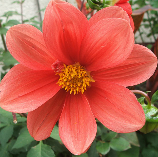 red dahlia