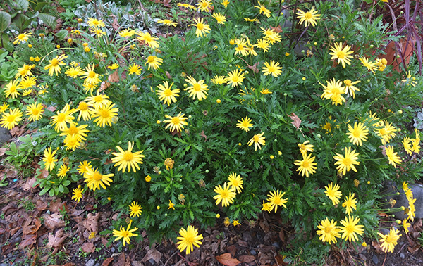  Flowering in winter. This is what I have always called them. 