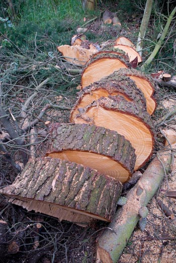  Pine rounds to be split for next winter. 