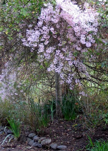 cherry tree blossom japan. Pink Weeping Cherry Tree