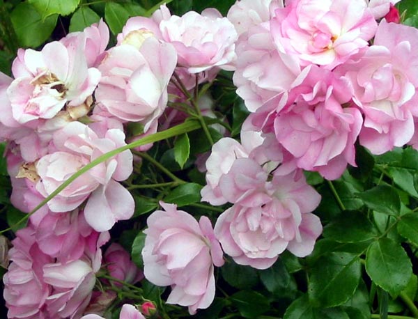 Types of Apple Blossom Flower