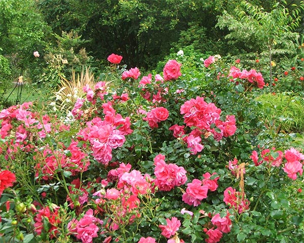  Pink Flower carpet roses. 