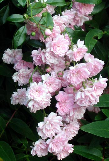 rose roses pink fairy bloom garden continuous rosa folklore flower standard blooms forums2 gardenweb