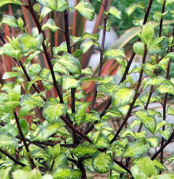  Pittosporums are the perfect screening plant - banish your ugly spots from sight with this shrub! 