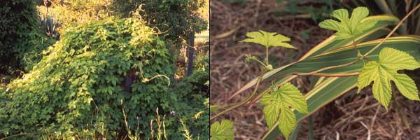  The golden hop is a strong grower.... 