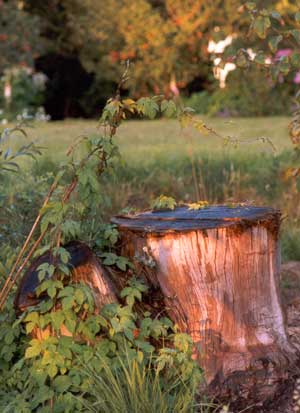  The tree stump and the golden hop meet for the first time. 