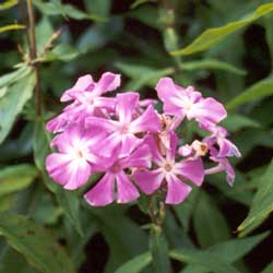  I am so annoyed with this phlox. It claims all beds I introduce it into. 