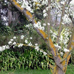  The plums are a rich dark red variety, possibly Black Doris. 