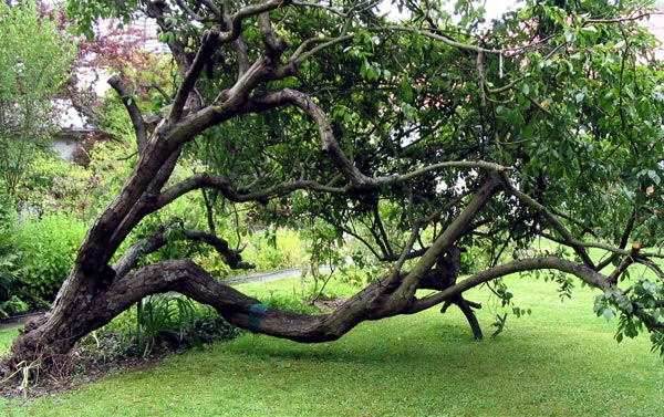  The bottom of the trunk has rotted in the wet lake-like conditions. 