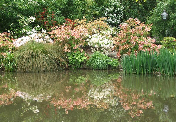  The pond was planted to get the maximum effect from reflections. 