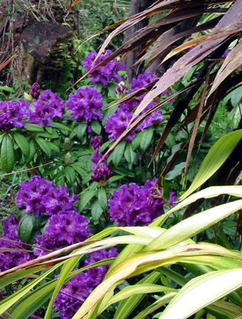  This beautiful purple rhododendron has had a very lucky escape. 
