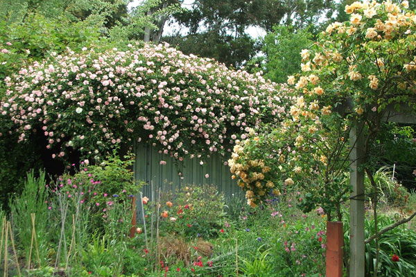  Crepuscule is on the near pergola - but what