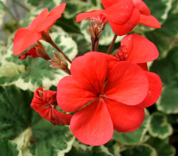 red-flower-geranium.jpg