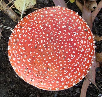 red fungi