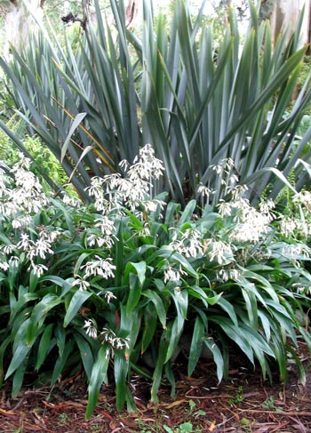  Two of my most favourite native plants. 