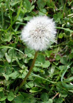  This is a dandelion seedhead ready to produce the next generation. 