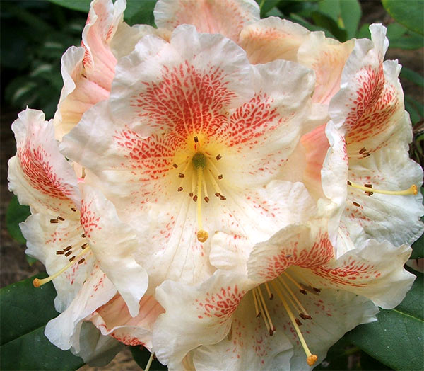  This is a smaller, more compact rhododendron. 