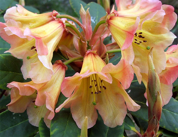  Lovely colours for a rhododendron. 
