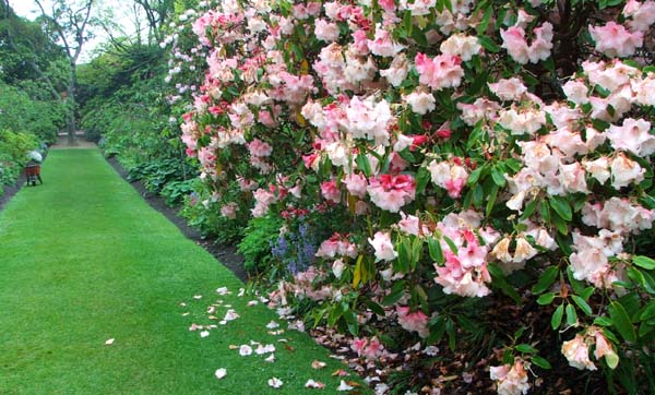  The cherry walk in the Dunedin Botanic Gardens. 