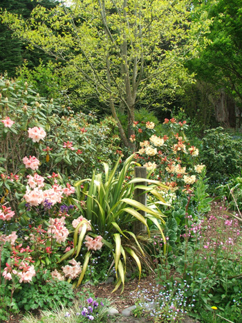  Spring in the Willow Tree Garden. 