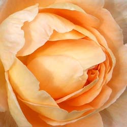  An unknown David Austin rose. 