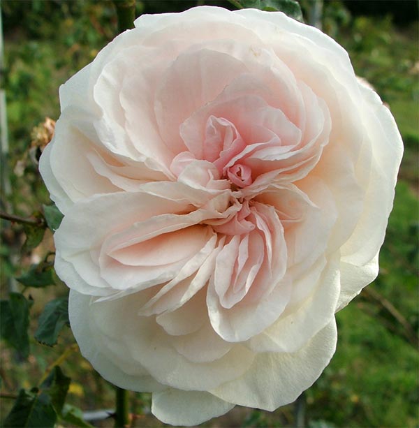  A beautiful late flowering rose. 