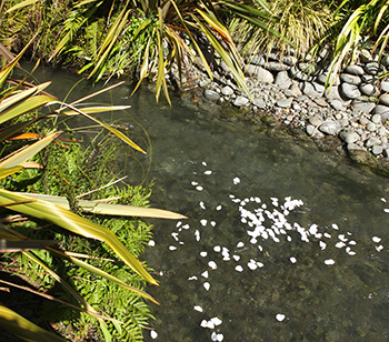  Floating past the ferns and flaxes. 