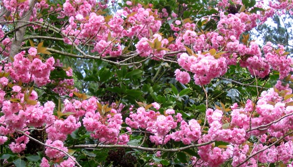 Pink Tree Blossoms