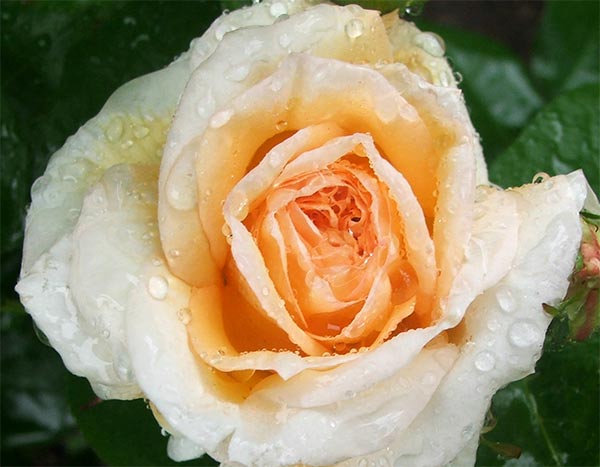What a honey of a rose! What a honey of a rose!