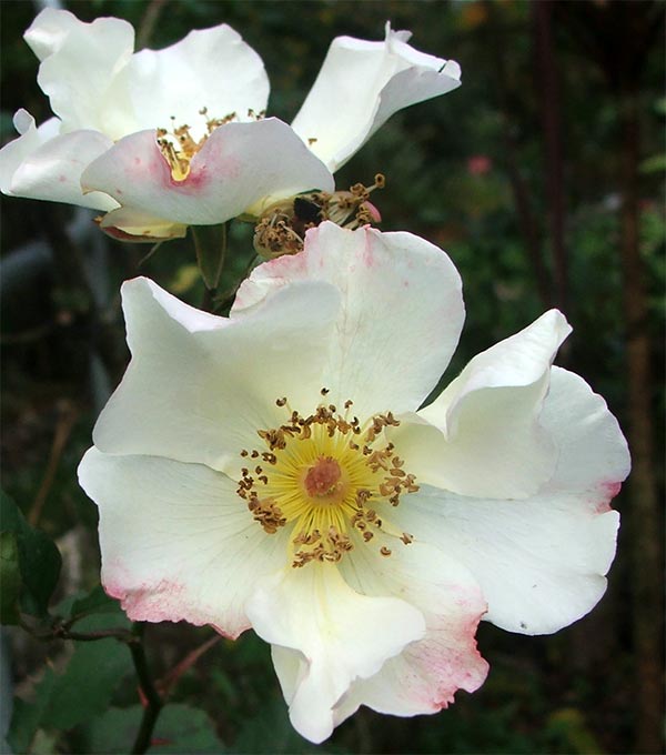  One of the last roses to stop for winter. 